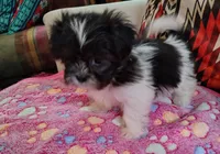 Maggie, a female Shih Tzu for sale in Florence, SC – 3 of 6