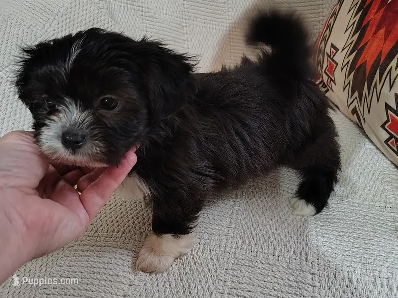 Chico – Shih Tzu puppy for sale in Florence, SC