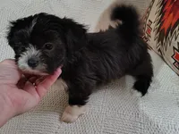 Chico, a male Shih Tzu for sale in Florence, SC – 1 of 3