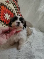 Bella, a female Shih Tzu for sale in Florence, SC – 3 of 4