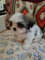 Prince, a male Shih Tzu for sale in Florence, SC – 3 of 6