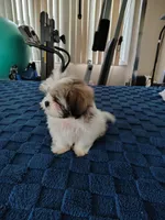 Benji , a male Shih Tzu for sale in Florence, SC – 8 of 8