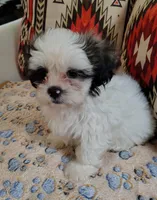 Toby, a male Shih Tzu for sale in Florence, SC – 2 of 6