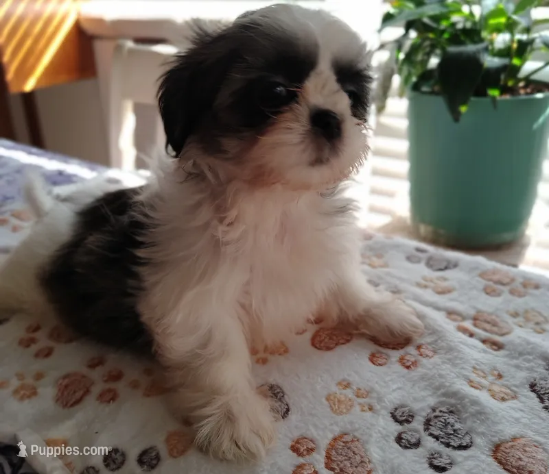 Ginger  – Shih Tzu puppy for sale in Florence, SC