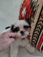 Toby, a male Shih Tzu for sale in Florence, SC – 5 of 6