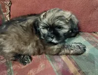 Teddy, a male Shih Tzu for sale in Florence, SC – 7 of 8