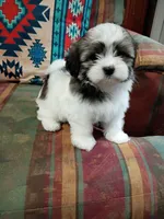 Sally, a female Shih Tzu for sale in Florence, SC – 2 of 6