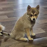 Ginger, a female Pomsky for sale in Edmonton, KY – 2 of 4