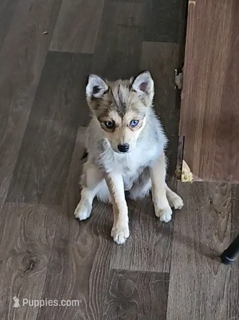 Ginger – Pomsky puppy for sale in Edmonton, KY