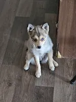 Ginger, a female Pomsky for sale in Edmonton, KY – 1 of 4