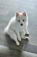 Marshmallow , a male Pomsky for sale in Edmonton, KY – 3 of 5