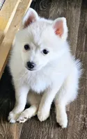 Marshmallow , a male Pomsky for sale in Edmonton, KY – 2 of 5