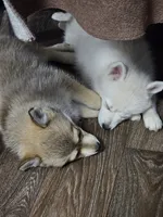 Ginger, a female Pomsky for sale in Edmonton, KY – 4 of 4