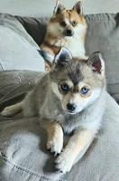 Ginger, a female Pomsky for sale in Edmonton, KY – 3 of 4