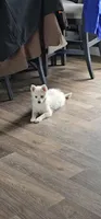 Marshmallow , a male Pomsky for sale in Edmonton, KY – 1 of 5