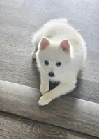 Marshmallow , a male Pomsky for sale in Edmonton, KY – 4 of 5