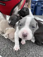 Gravel, a male Staffordshire Bull Terrier and American Pit Bull Terrier for sale in Chicago, IL – Photo 5 of 5