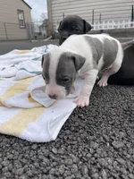 Gravel, a male Staffordshire Bull Terrier and American Pit Bull Terrier for sale in Chicago, IL – Photo 3 of 5