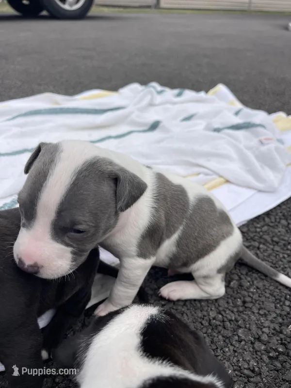 Gravel – Staffordshire Bull Terrier, American Pit Bull Terrier puppy for sale in Chicago, IL