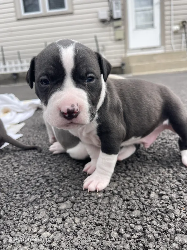Domino – Staffordshire Bull Terrier, American Pit Bull Terrier puppy for sale in Chicago, IL