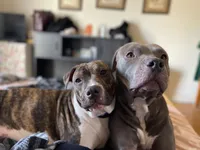 Domino, a male Staffordshire Bull Terrier and American Pit Bull Terrier for sale in Chicago, IL – Photo 2 of 6