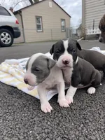 Domino, a male Staffordshire Bull Terrier and American Pit Bull Terrier for sale in Chicago, IL – Photo 3 of 6