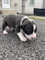 Domino, a male Staffordshire Bull Terrier and American Pit Bull Terrier for sale in Chicago, IL – Photo 6 of 6