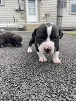 Domino, a male Staffordshire Bull Terrier and American Pit Bull Terrier for sale in Chicago, IL – Photo 4 of 6