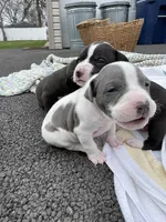 Gravel, a male Staffordshire Bull Terrier and American Pit Bull Terrier for sale in Chicago, IL – Photo 6 of 6
