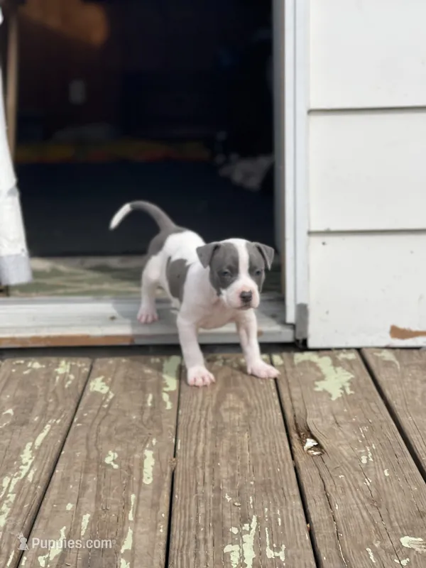 Gravel – Staffordshire Bull Terrier, American Pit Bull Terrier puppy for sale in Chicago, IL