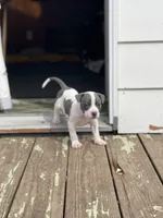 Gravel, a male Staffordshire Bull Terrier and American Pit Bull Terrier for sale in Chicago, IL – Photo 1 of 6