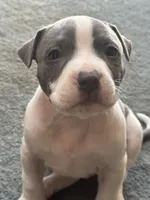 Gravel, a male Staffordshire Bull Terrier and American Pit Bull Terrier for sale in Chicago, IL – Photo 2 of 6