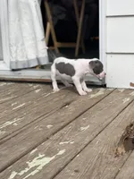 Gravel, a male Staffordshire Bull Terrier and American Pit Bull Terrier for sale in Chicago, IL – Photo 4 of 6