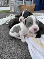 Gravel, a male Staffordshire Bull Terrier and American Pit Bull Terrier for sale in Chicago, IL – Photo 5 of 6