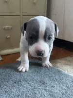 Gravel, a male Staffordshire Bull Terrier and American Pit Bull Terrier for sale in Chicago, IL – Photo 3 of 6