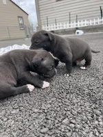 Midnight, a female American Staffordshire Terrier and American Pit Bull Terrier for sale in Chicago, IL – Photo 8 of 8