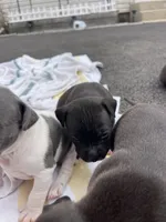 Midnight, a female American Staffordshire Terrier and American Pit Bull Terrier for sale in Chicago, IL – Photo 4 of 8