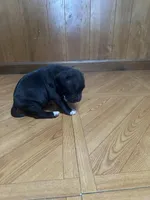 Midnight, a female American Staffordshire Terrier and American Pit Bull Terrier for sale in Chicago, IL – Photo 2 of 7