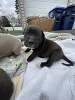 Midnight, a female American Staffordshire Terrier and American Pit Bull Terrier for sale in Chicago, IL – Photo 1 of 7