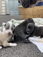 Midnight, a female American Staffordshire Terrier and American Pit Bull Terrier for sale in Chicago, IL – Photo 5 of 8