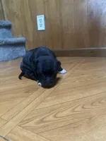 Midnight, a female American Staffordshire Terrier and American Pit Bull Terrier for sale in Chicago, IL – Photo 6 of 7