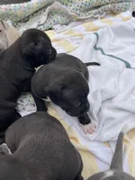 Midnight, a female American Staffordshire Terrier and American Pit Bull Terrier for sale in Chicago, IL – Photo 2 of 8