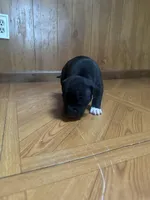 Midnight, a female American Staffordshire Terrier and American Pit Bull Terrier for sale in Chicago, IL – Photo 4 of 7