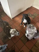 Midnight, a female American Staffordshire Terrier and American Pit Bull Terrier for sale in Chicago, IL – Photo 6 of 8