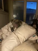 Midnight, a female American Staffordshire Terrier and American Pit Bull Terrier for sale in Chicago, IL – Photo 3 of 8