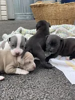 Midnight, a female American Staffordshire Terrier and American Pit Bull Terrier for sale in Chicago, IL – Photo 3 of 7