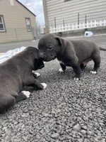 Midnight, a female American Staffordshire Terrier and American Pit Bull Terrier for sale in Chicago, IL – Photo 7 of 7