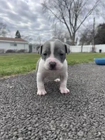 Half & Half, a female Staffordshire Bull Terrier and American Pit Bull Terrier for sale in Chicago, IL – Photo 1 of 7
