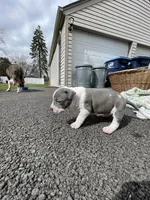 Half & Half, a female Staffordshire Bull Terrier and American Pit Bull Terrier for sale in Chicago, IL – Photo 2 of 7
