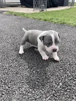 Half & Half, a female Staffordshire Bull Terrier and American Pit Bull Terrier for sale in Chicago, IL – Photo 6 of 7